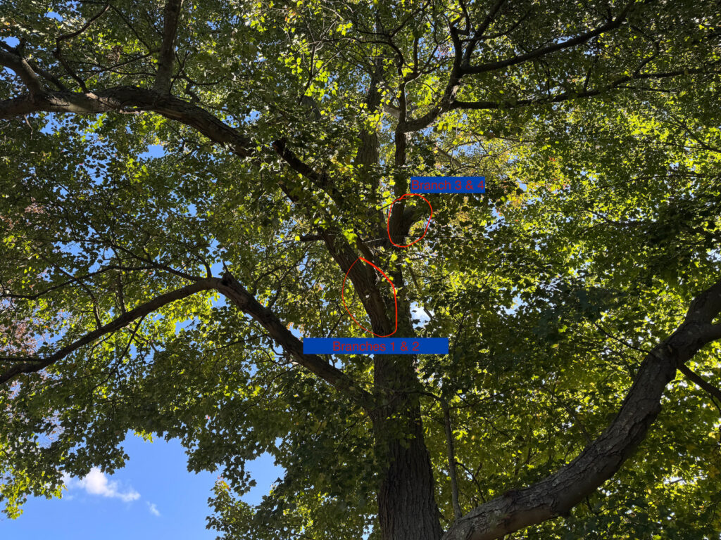 tree branches